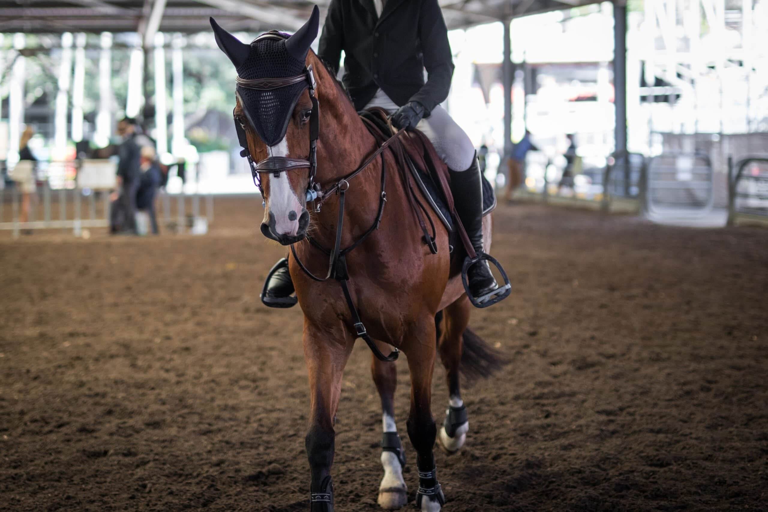 Equine branding in Marion County Rider on a chestnut horse in an equestrian arena